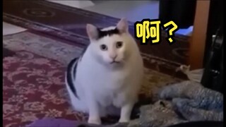 Huh? Cat, this must be the original version, right?