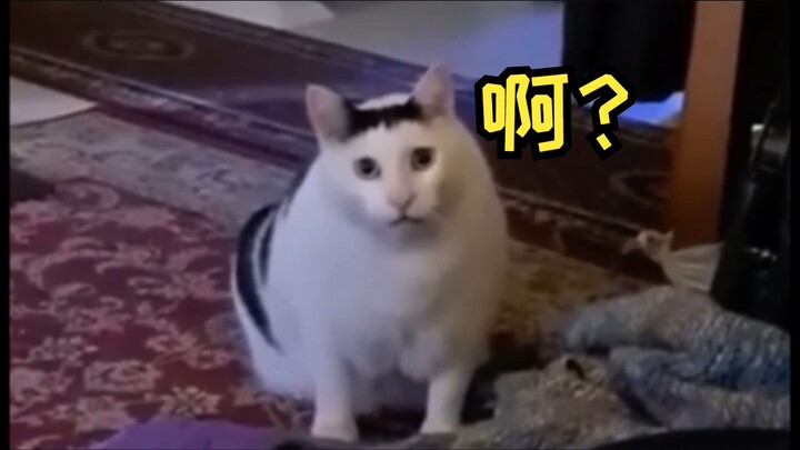 Huh? Cat, this must be the original version, right?