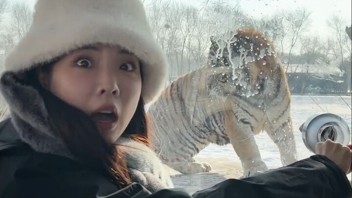 Got “marked” by a Siberian tiger in Harbin? Total shock written all over my face!