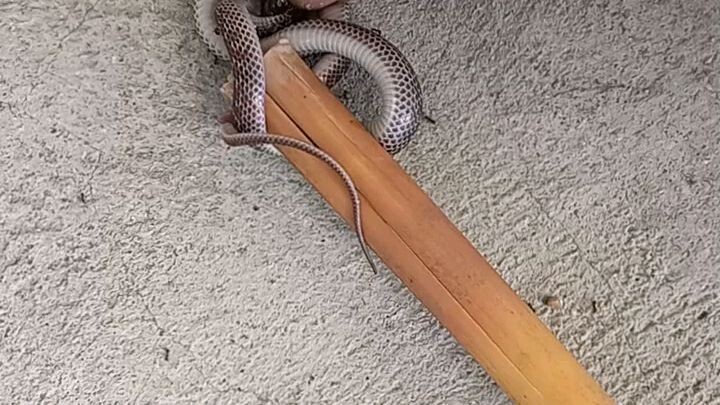soil snake the non venomous snake of the philippines
