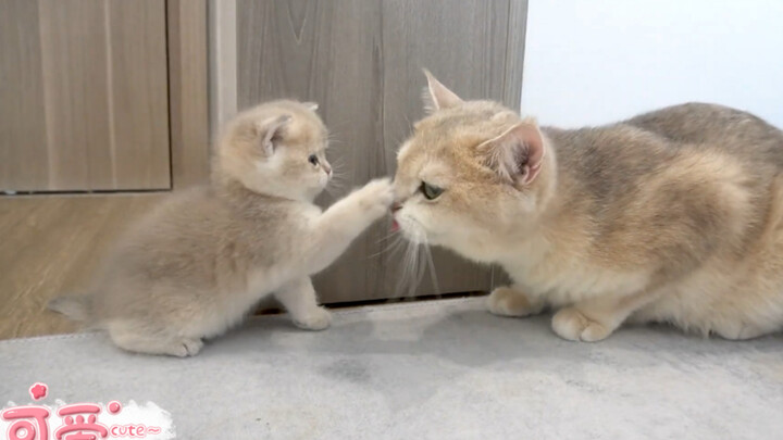 A little kitten who loves playing with its mom.