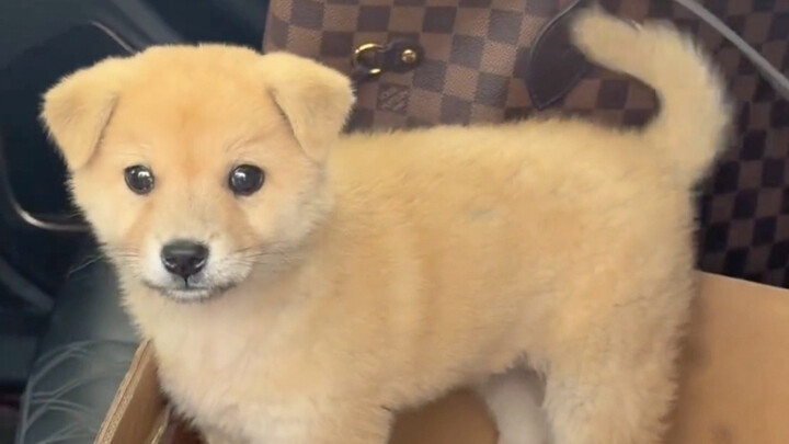 ฮิฮิ มันช่างน่ารักจริงๆ!