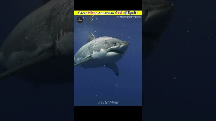Why Is There No Great White Shark In Any Aquarium Of The World