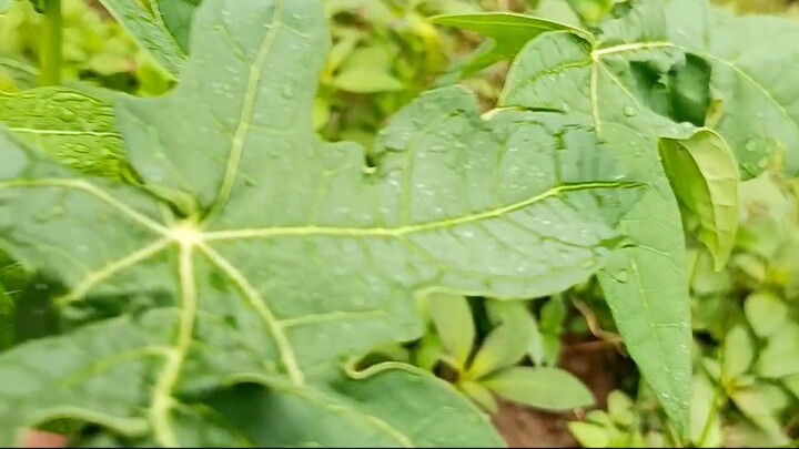পেপেগাছ মাকড় আক্রমনে যেরকম হয়