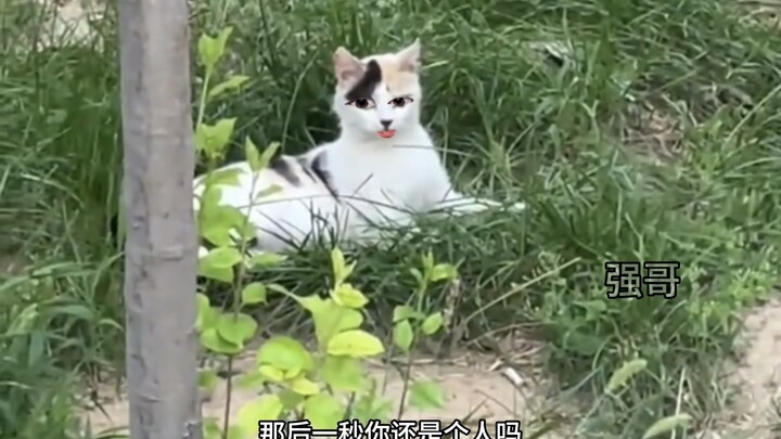 Mẹ mèo: Giờ chẳng còn cõng người nữa à