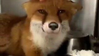 🐾💖💞💕🐾🐕