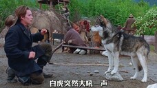 这是我见过最惨的狼,为了一口吃的,沦落为拉货工具:结局太感人#雪地黄金犬 #高分电影 #推荐电影