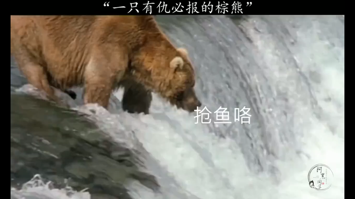 หมีสีน้ำตาลที่ไม่ยอมให้ใครทำร้ายโดยไม่ตอบโต้