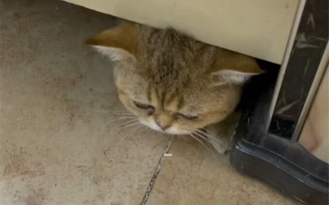 Membuat keputusan ini sangat menyakitkan, tapi demi pertumbuhan sehat si kucing kecil, aku hanya bis