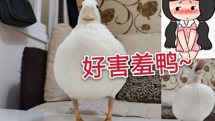 [Mulard Duck] In-toed shy duck is blushing online~