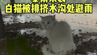 هطول أمطار غزيرة للغاية، القط الأبيض يُشتبه في تعرضه للإقصاء