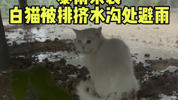 هطول أمطار غزيرة للغاية، القط الأبيض يُشتبه في تعرضه للإقصاء