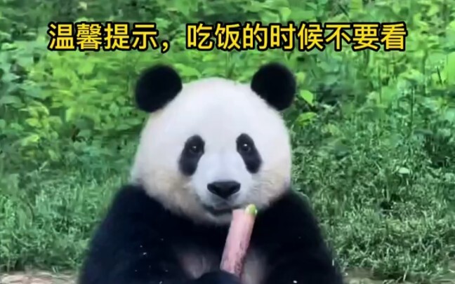 Phân của gấu trúc không hôi đâu, tờ khăn giấy bạn đang cầm có khi chính là phân của gấu trúc đấy.