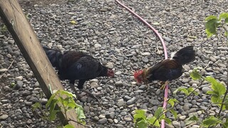4months old Bantam vs 3months old native rooster