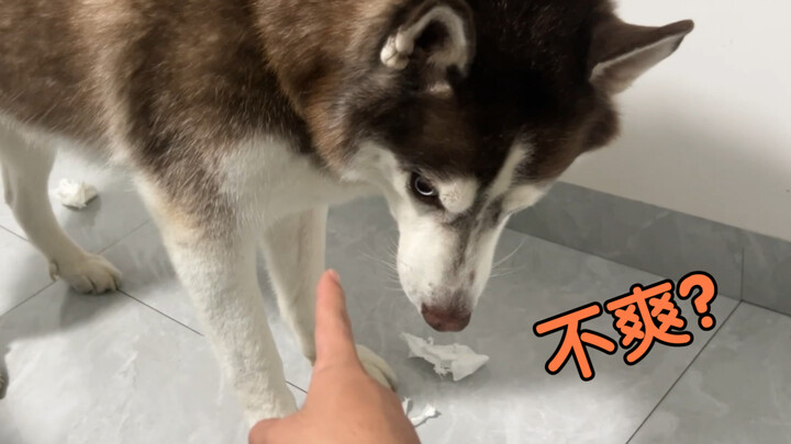 Ternyata anjing husky di rumahku bisa mengenali suara!