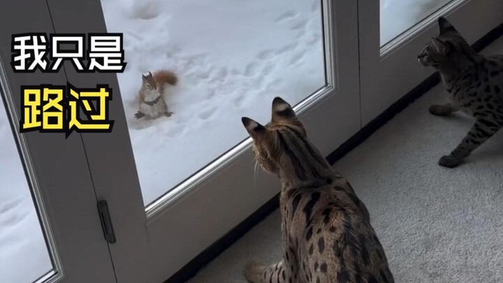 Awkward Moments of Those Animals!