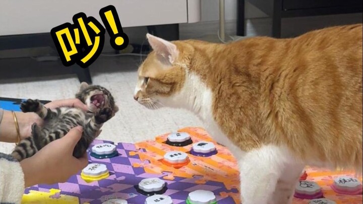 Meow! Remember this—this is the first lesson your godfather’s teaching you.