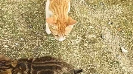 看你义无反顾的奔向人类的时候，就说明你命不该绝。和小橘哥好好混，做一只自由的喵#温柔的流浪小猫咪 #每个生命都应该被尊重 #捡了个猫