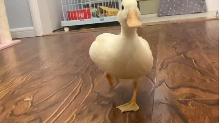 Is it normal for ducks to be afraid of water?