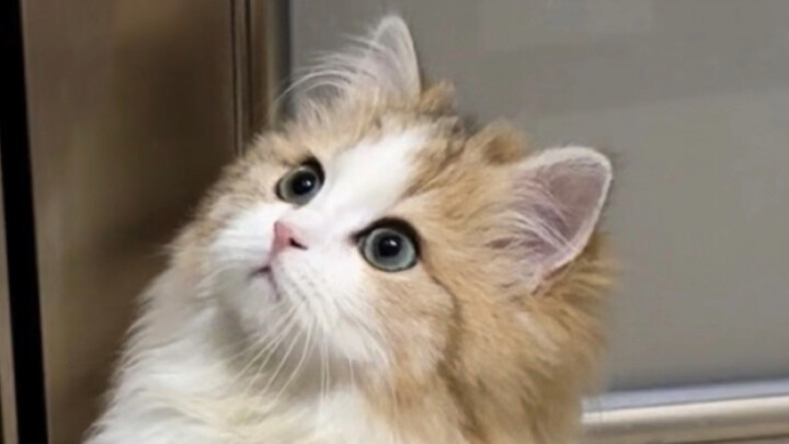 I can’t believe it… I actually got to adopt such a cute cat!