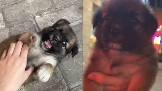 路上遇到流浪小可爱，女子看它依依不舍的样子，便让它有个家