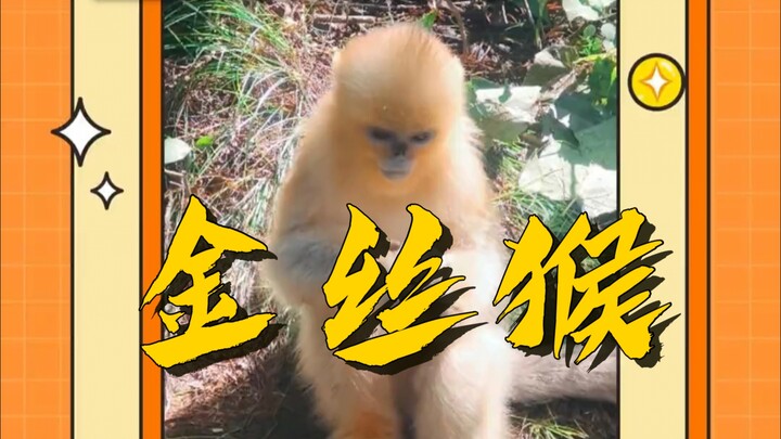 Khỉ vàng có thể đến núi Nga Mi làm thầy dạy được không