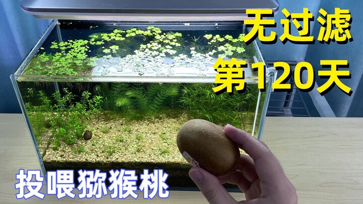 لا تخلد إلى النوم قبل مشاهدة هذا: اليوم الـ120 من إطعام الكيوي في حوض أعشاب مائي بدون ترشيح، بدون CO