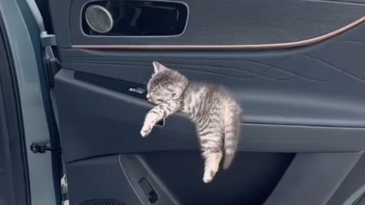 Can nap anywhere, so it’s called a cat?
