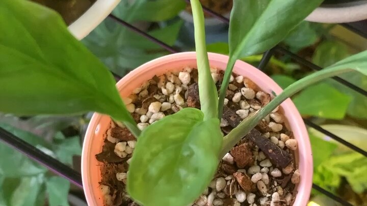 ดีหลีด่างน้อย