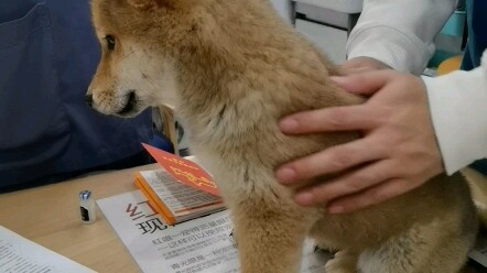Ini adalah anjing Shiba Inu pertama yang membuat saya kecewa saat disuntik.