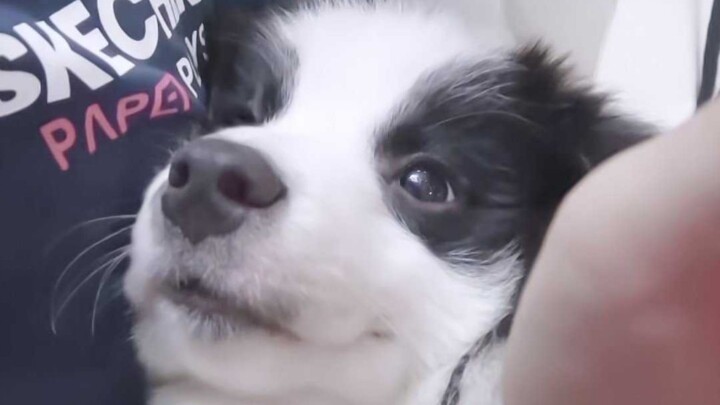 【Tống Chuột】Chú chó Border Collie của Tiểu Tống đáng yêu đến mức nào chứ!! Một chú cún mà 5 ngày khô