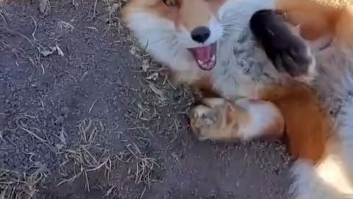 Dixie, a little fox at a fox rescue center in the U.S., took advantage of the staff leaving their ph
