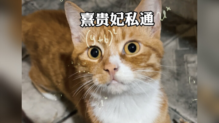 Bahasa kucing memberi sedikit kejutan pada si oranye gemuk