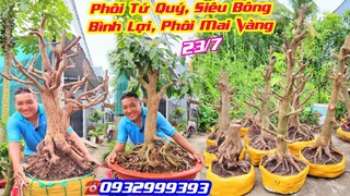 #Chợ Mai 23/7☎️0932999393👉🏻Phôi Mai Tứ Quý, Siêu Bông Bình lợi, Phôi Mai Vàng Đế Đẹp, Giá Rẻ