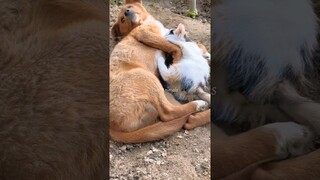 Funny videos 😅#143   #funny #dogs #cats #funnyanimal