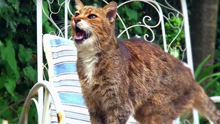 【BBC】Mengapa kucing mengeong?