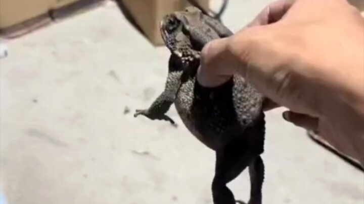 มีเจ้าสิ่งนี้แล้ว ไม่ต้องซื้อยาจุดกันยุงอีกต่อไป กำจัดแมลงได้อย่างมีประสิทธิภาพ สูตรปลอดสารพิษ ไม่มี