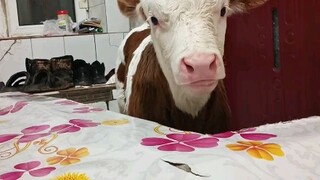العودة إلى المنزل للاحتفال بالعام الجديد والنوم في غرفة واحدة مع العجل قد تغلب على 99% من طلاب الجام