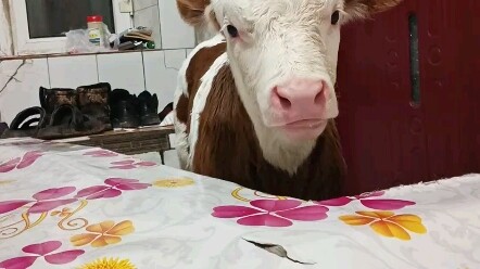 العودة إلى المنزل للاحتفال بالعام الجديد والنوم في غرفة واحدة مع العجل قد تغلب على 99% من طلاب الجام