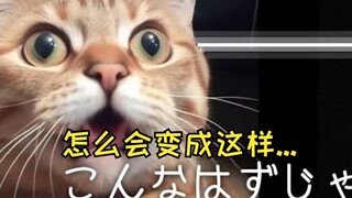 【熟肉】如何利用日本「文化」跟美国兄贵交朋友 | 猫meme