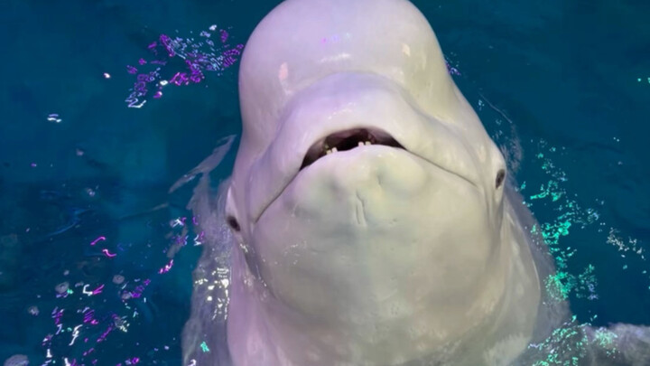 Xiaohēi hari ini lumayan boros