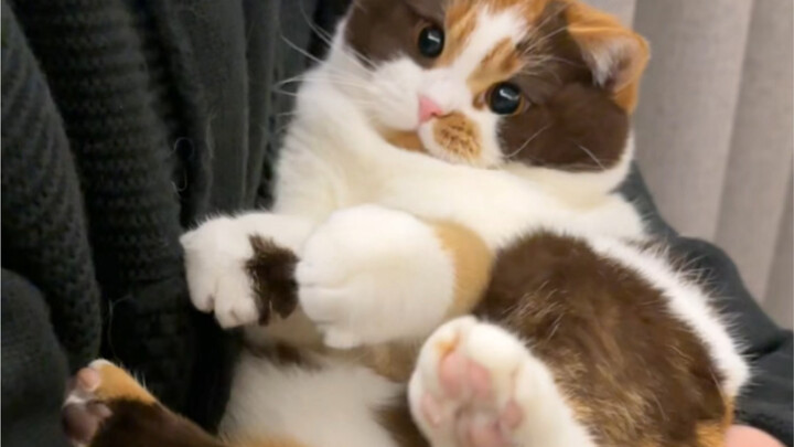 Pigs for sale! Piglets for sale!