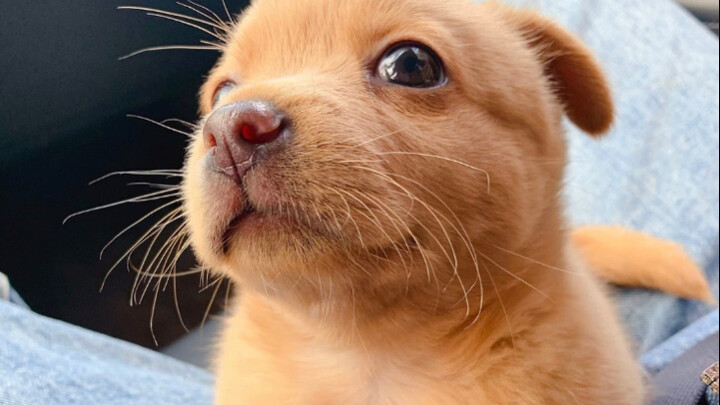 จากลูกหมาสู่สุนัขโต ตั้งแต่หนึ่งเดือนจนถึงสามปีครึ่ง