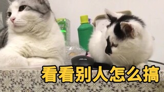 名师出高徒：清华猫咪的诞生！