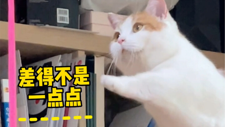 How overconfident little kittens can be