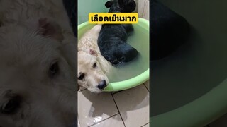 *ดูรวมคลิปเต็มกดลิงค์ข้างบน* เลือดเย็นมาก เอาหูไปนาเอาตาไปไร่ #funny #reels #คลิปตลก