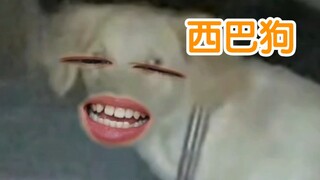 我真服了，气死狗了