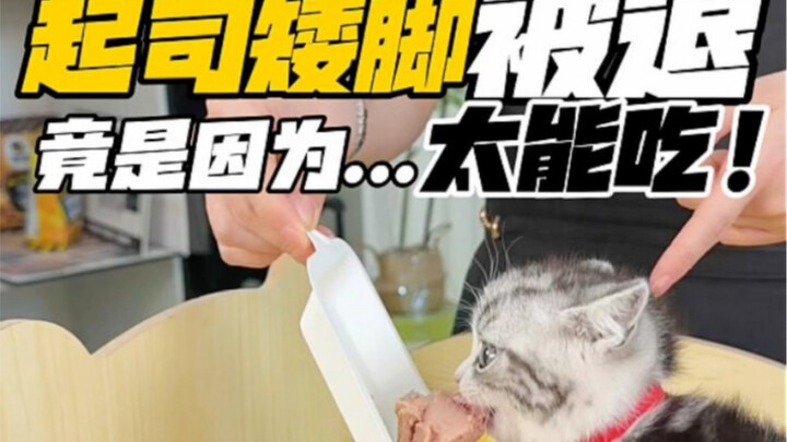 Kucing dudel keju dihukum habis-habisan karena… terlalu rakus makan!
