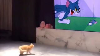 It turns out that cats really do this when they are nervous!