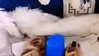 Tingkah Kucing Ku Beda